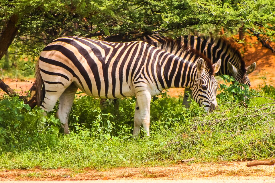 Animal striped nature