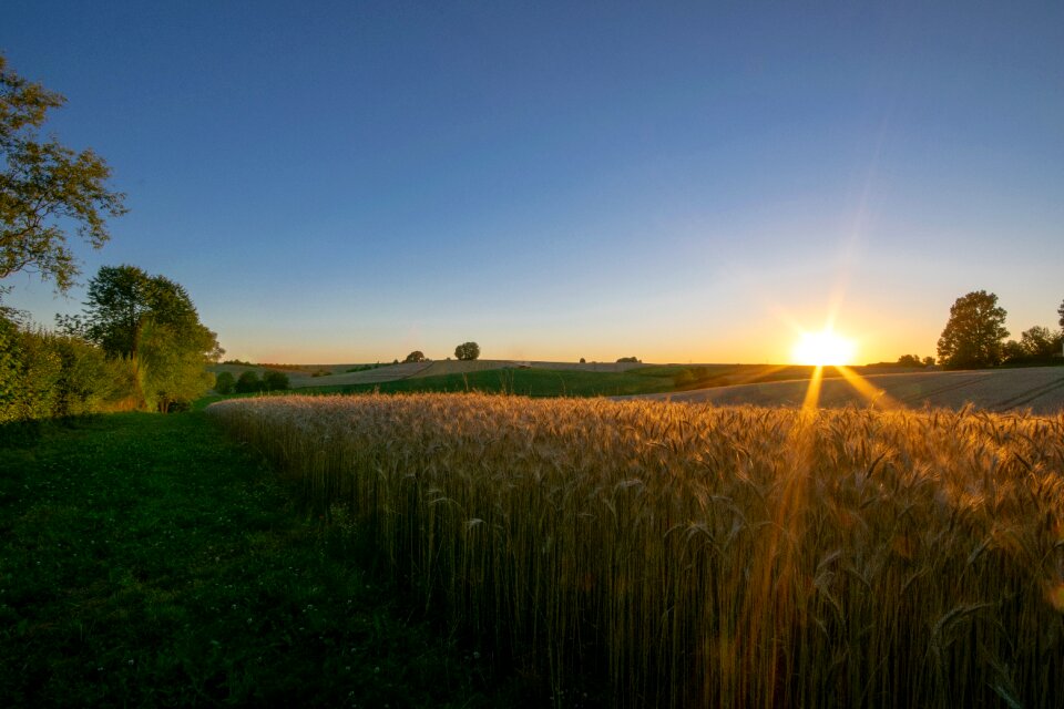 Nature field grain