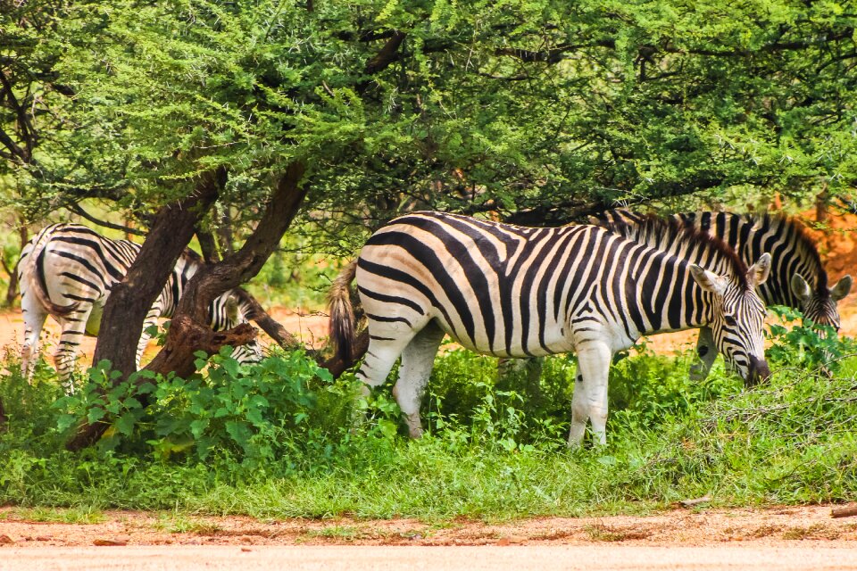 Animal striped nature