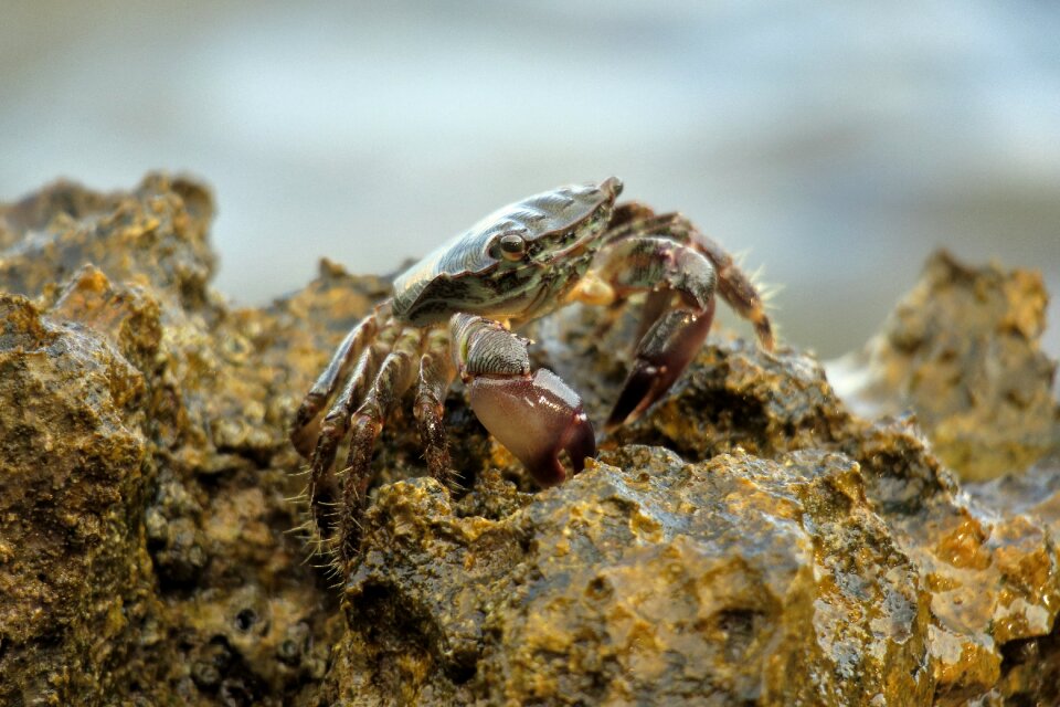 Meeresbewohner crustaceans crab
