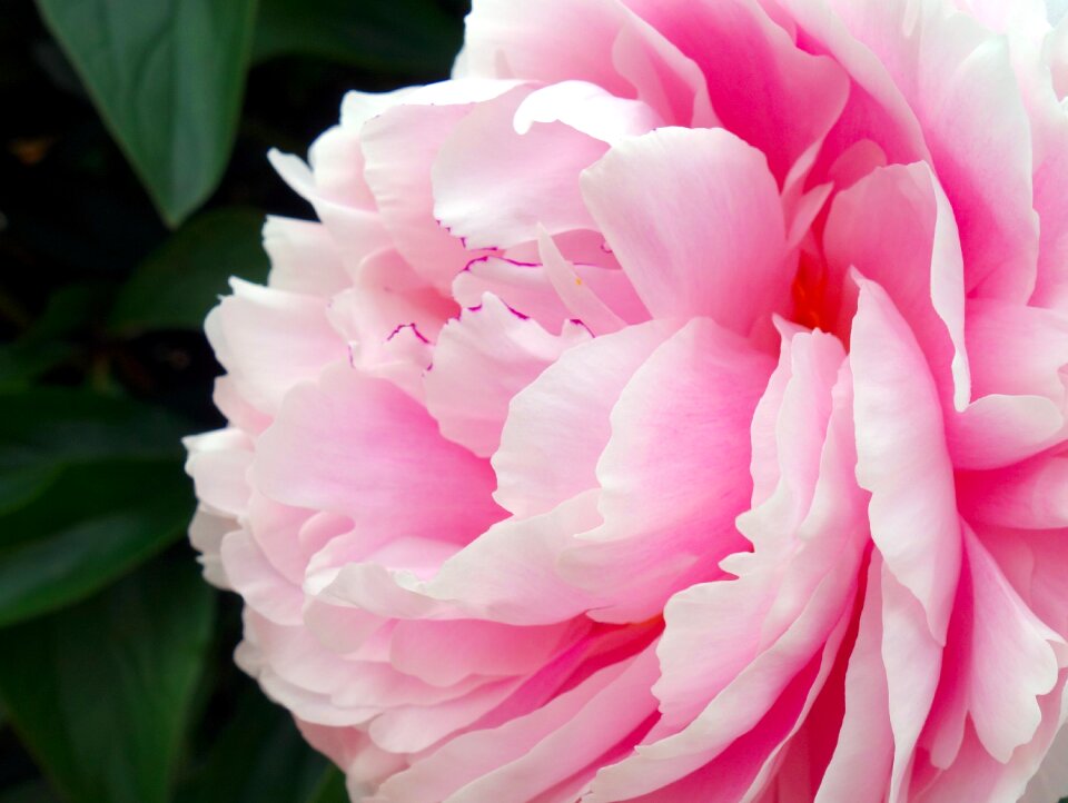 Double flower flower flora