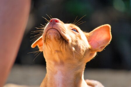 Dog puppy young animal photo