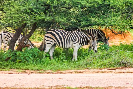 Animal striped nature