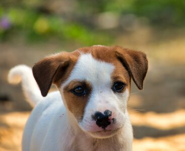 Dog puppy young animal photo