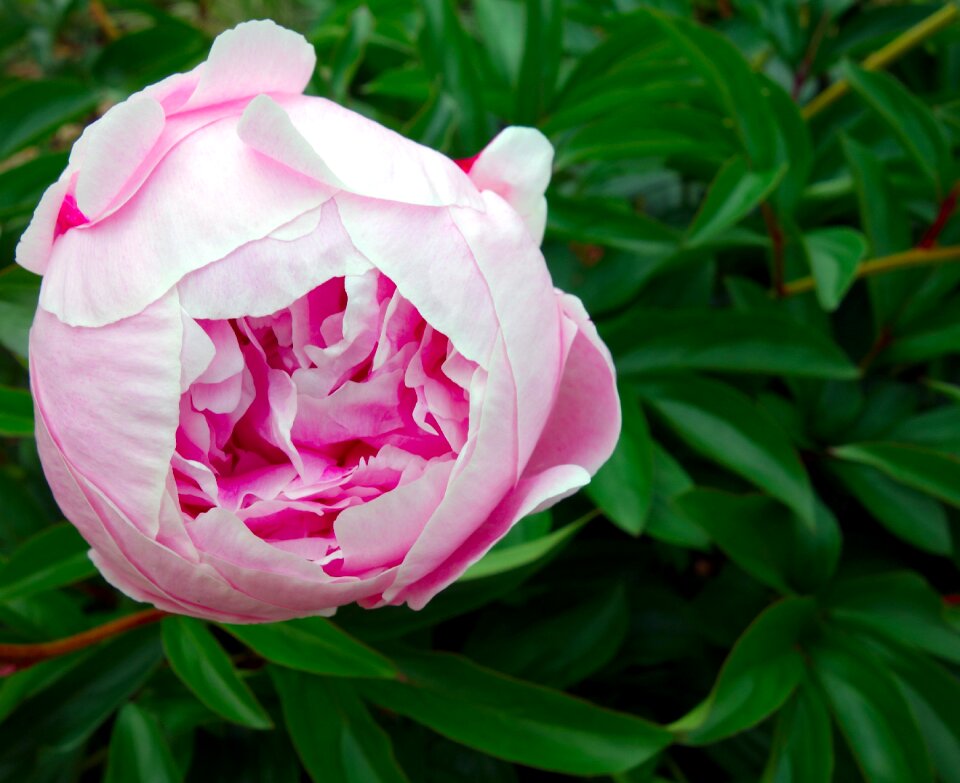Double flower flower flora