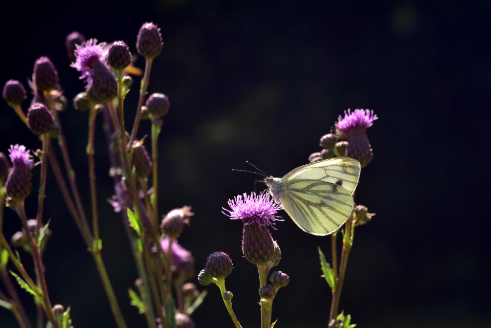 Nature insect summer photo