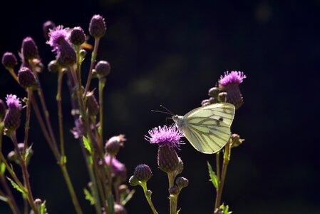 Nature insect summer