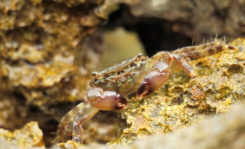 Meeresbewohner crustaceans crab photo
