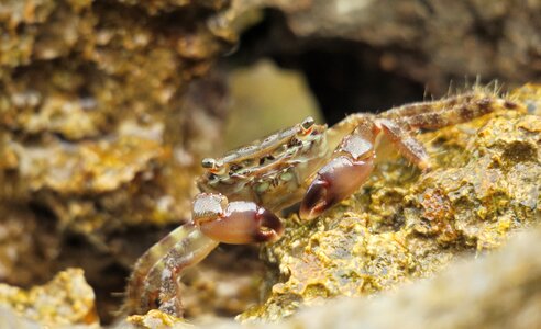 Meeresbewohner crustaceans crab