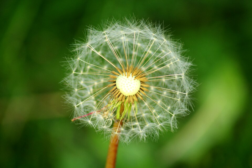 Spring nature plant