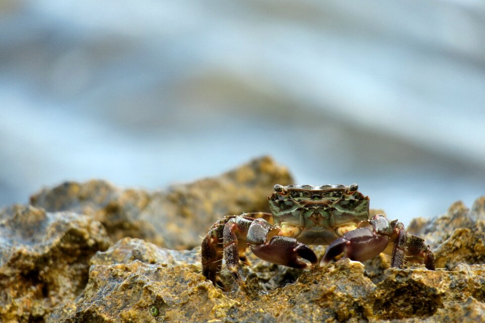 Meeresbewohner crustaceans crab