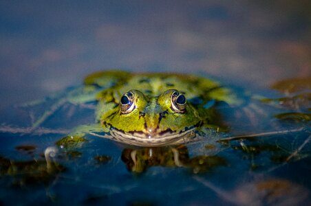Lake garden pond amphibians