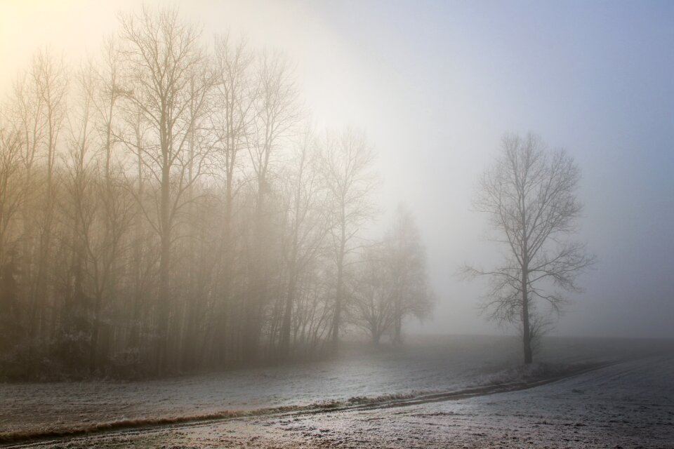 Sunrise nature trees photo