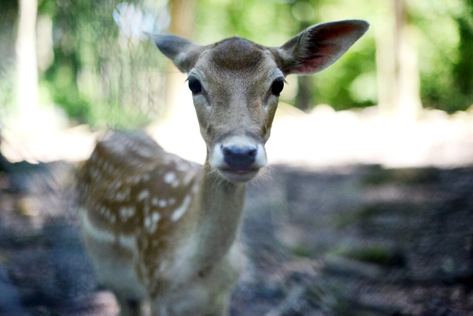 Animal roe deer animal world