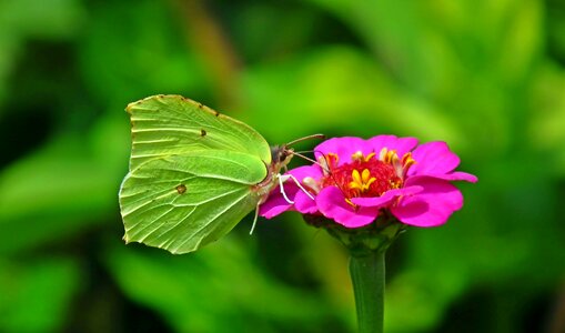 Zinnia nature macro photo