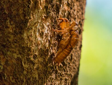 Thailand singing cicada round head cicada