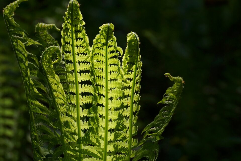 Green plant structure