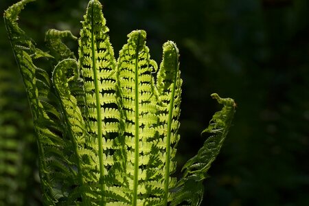 Green plant structure photo