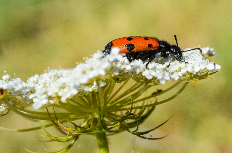 Beetle flower nature