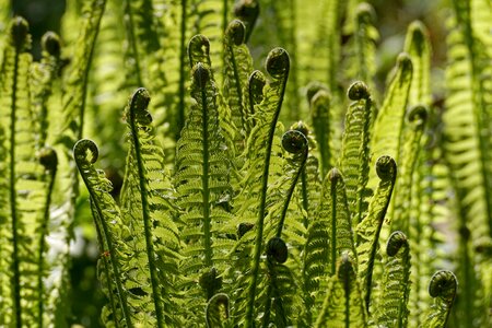 Green plant structure