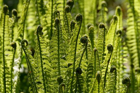 Green plant structure photo