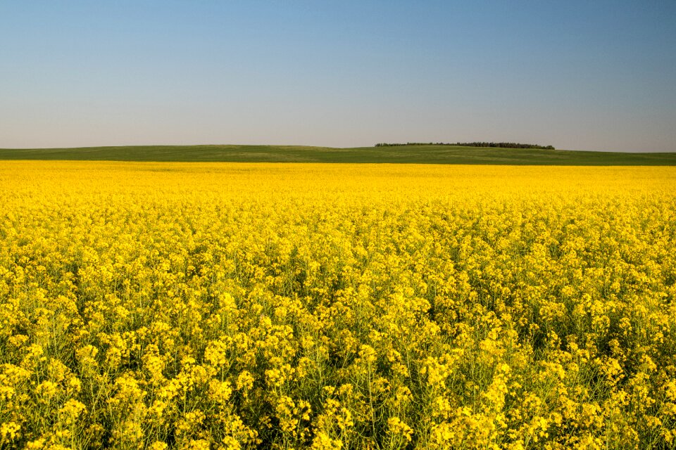 Agriculture landscape yellow