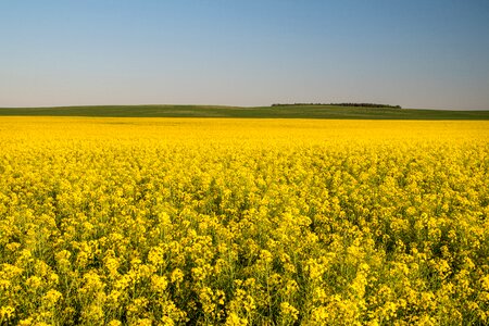 Agriculture landscape yellow photo