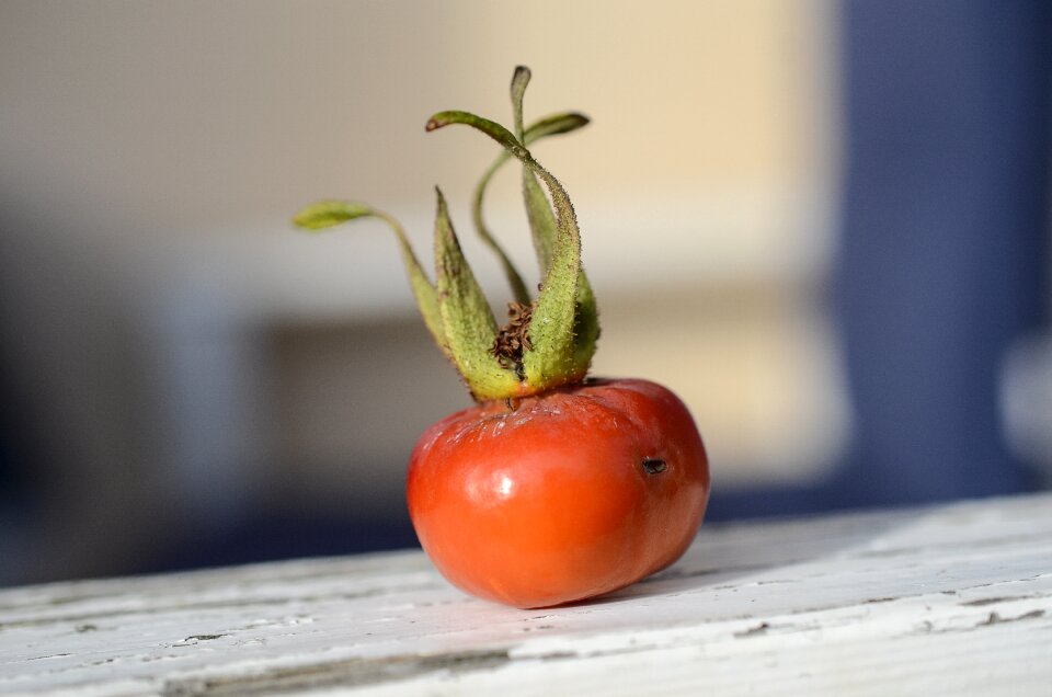 Rose hips summer flower