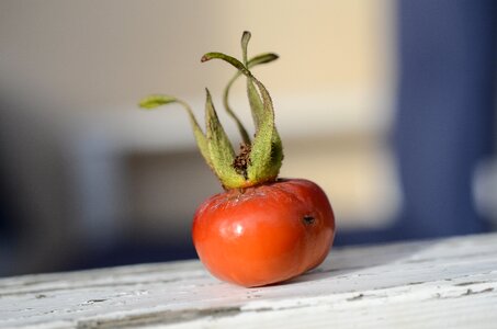 Rose hips summer flower