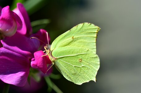 Yellow bright nature photo