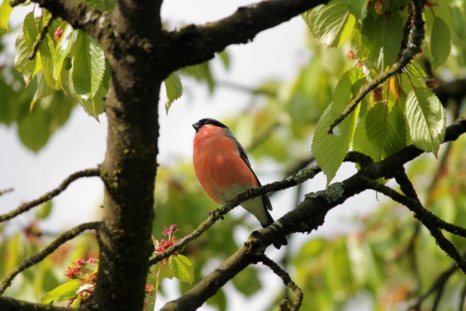 Songbird garden fink