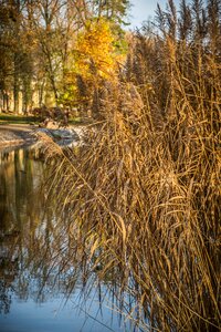 Pond reflection trees