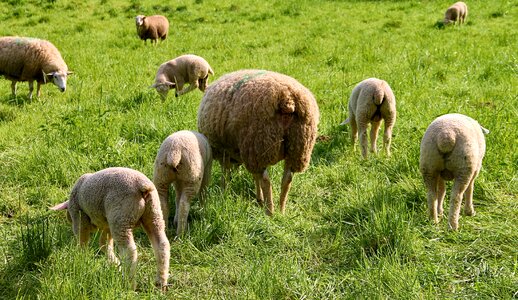 Ewes sheep flock photo