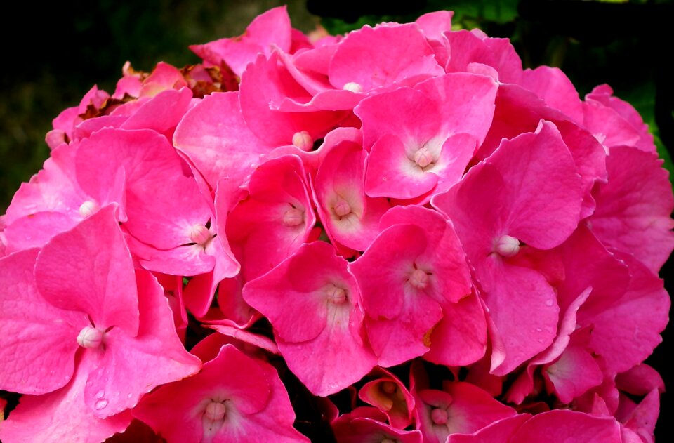 Pink beautiful summer