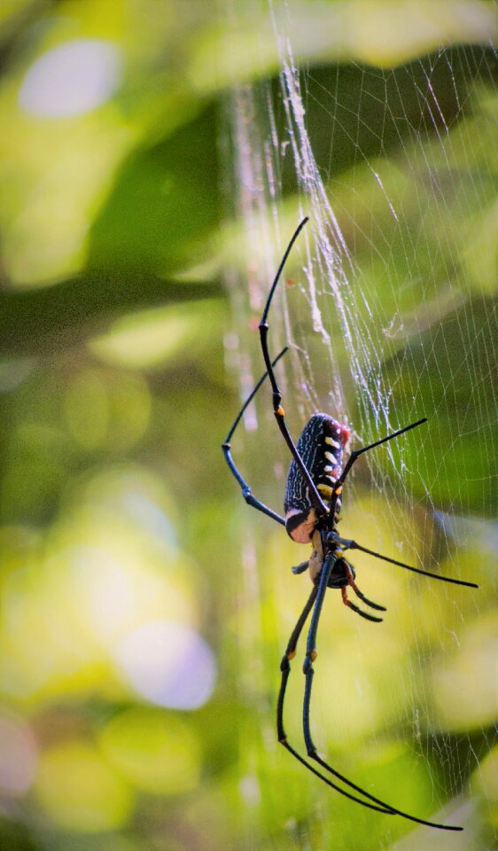 Araneidae thailand cobweb