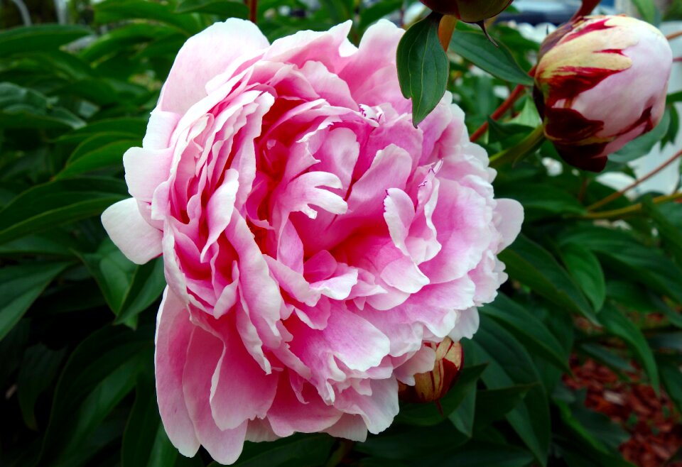 Double flower flower flora