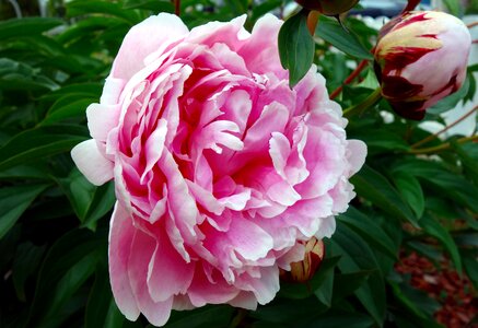 Double flower flower flora photo