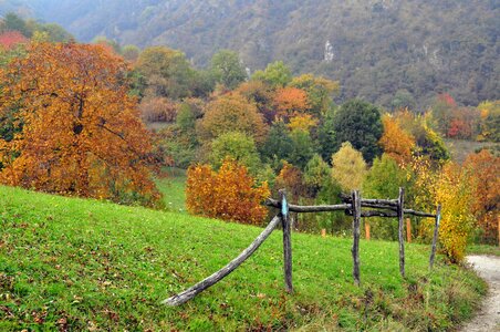 Landscape path leaves photo