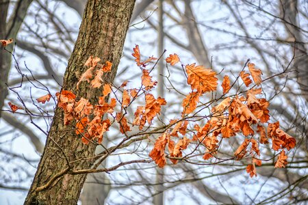Landscape oak oak leaf photo