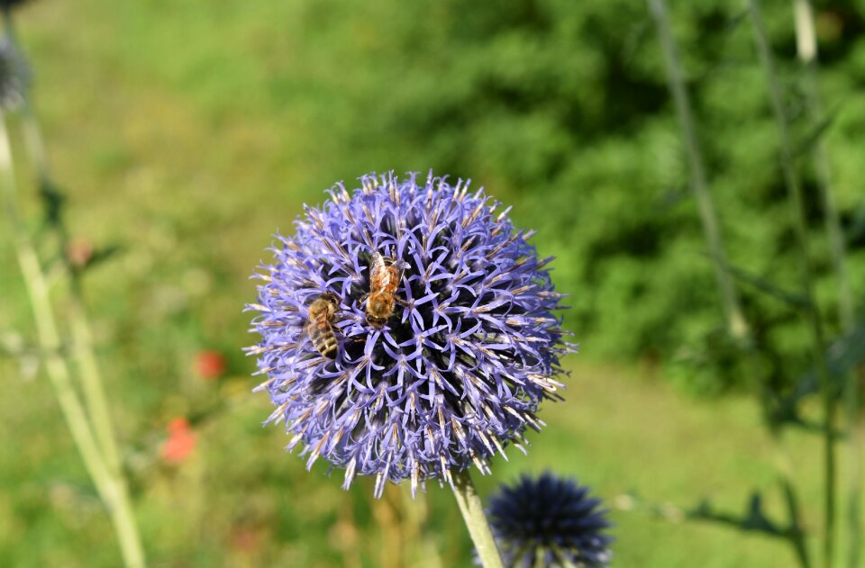 Thistle plant flower