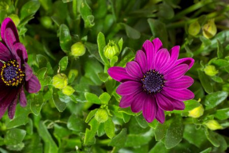 Garden purple close up