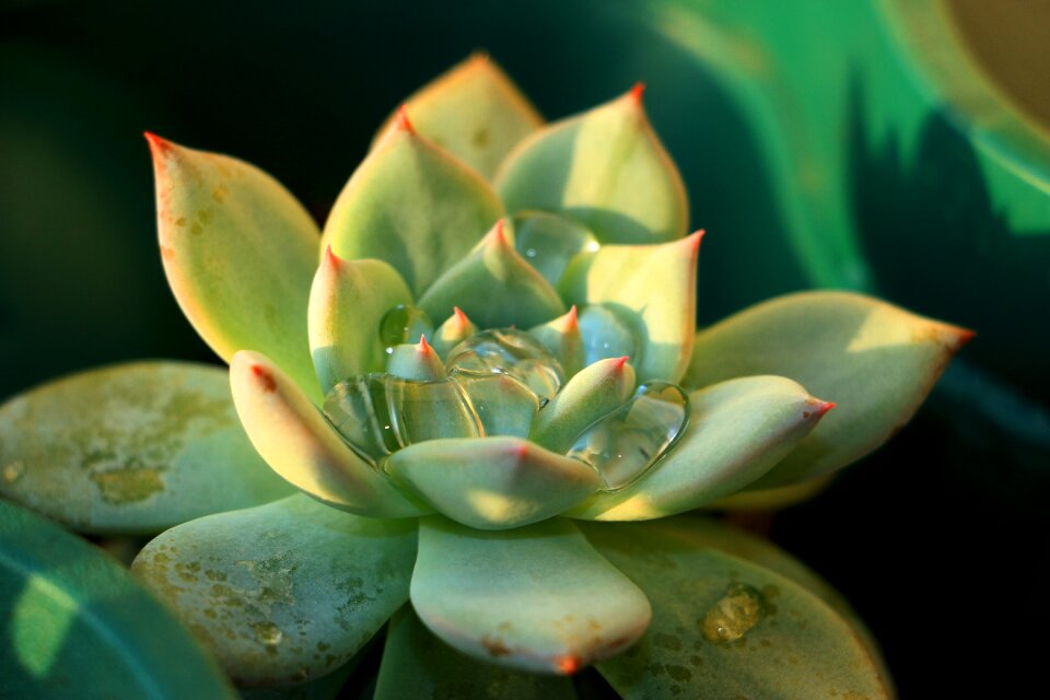 Natural plant garden