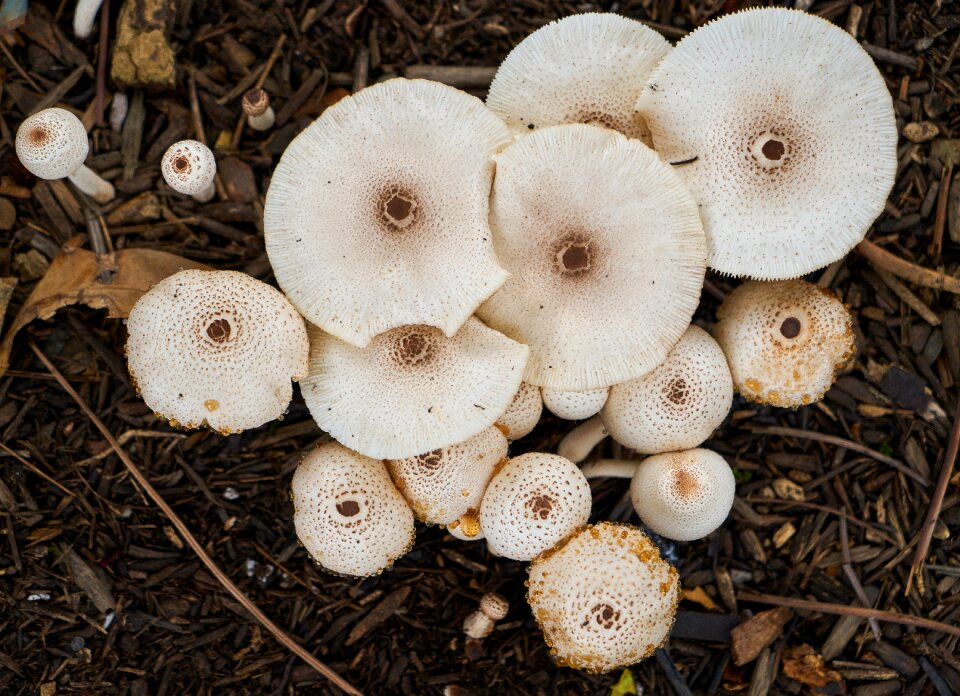 Autumn nature forest