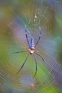 Araneidae thailand cobweb