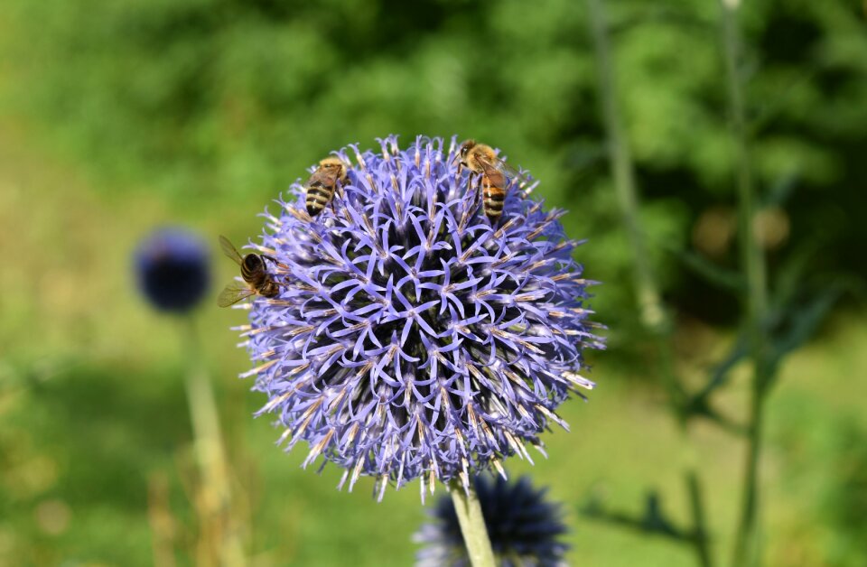 Thistle plant flower
