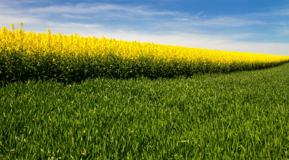 Diagonal rape blossom blossom