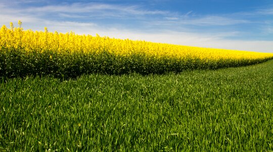 Diagonal rape blossom blossom