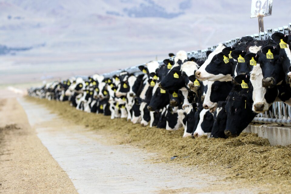 Agriculture farm livestock
