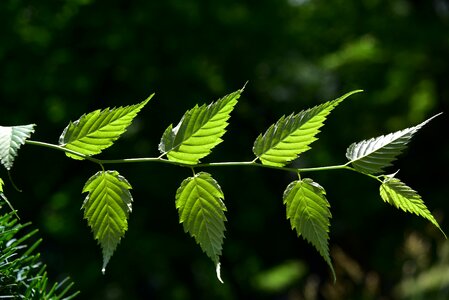 Branch summer tree