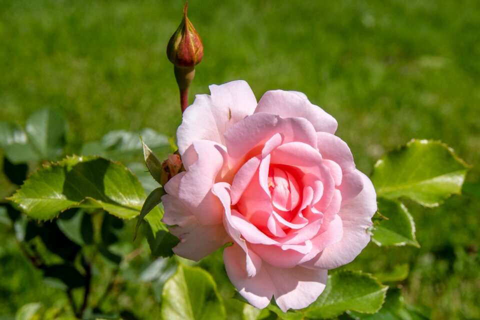 Nature bloom plant